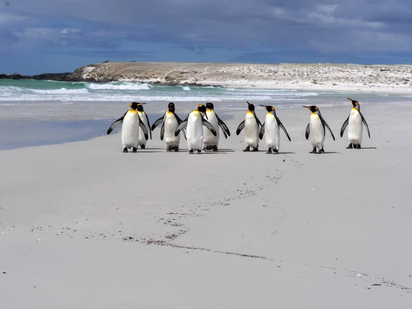Βασιλιάς Penguin Group Aptenodytes Patagonica Σχετικά Λευκή Αμμουδιά Του Εθελοντή — Φωτογραφία Αρχείου