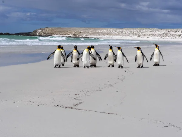 King Penguin Group Aptenodytes Patagonica Playa Arena Blanca Volunteer Point —  Fotos de Stock