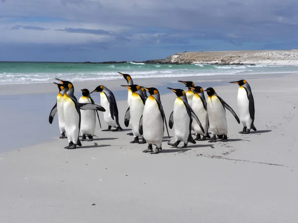 Βασιλιάς Penguin Group Aptenodytes Patagonica Σχετικά Λευκή Αμμουδιά Του Εθελοντή — Φωτογραφία Αρχείου