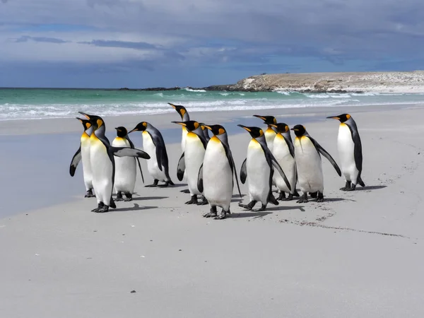 Király Penguin Group Aptenodytes Patagonica Fajú Fehér Homokos Strandon Önkéntes — Stock Fotó