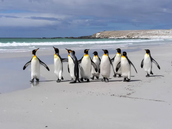 King Penguin Group Aptenodytes Patagonica Sur Plage Sable Blanc Volunteer — Photo