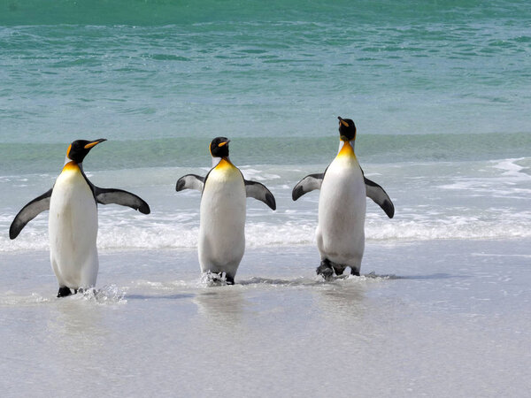 King Penguin Group, Aptenodytes patagonica, comes from the sea on the beach of Volunteer Point, Falklands / Malvinas
