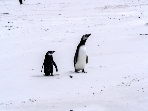 Gentoo Пінгвін Антарктичні Пінгвіни Папуа Волонтером Точка Фолклендські Острови Мальвінські — стокове фото