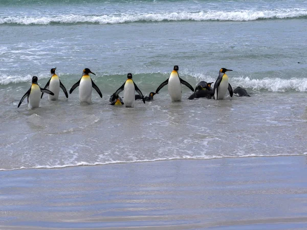 King Penguin Group Aptenodytes Patagonica Komt Uit Zee Het Strand — Stockfoto