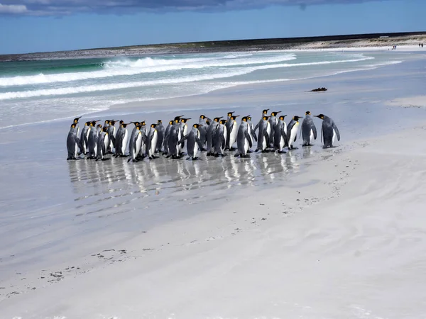 Βασιλιάς Penguin Group Aptenodytes Patagonica Σχετικά Λευκή Αμμουδιά Του Εθελοντή — Φωτογραφία Αρχείου