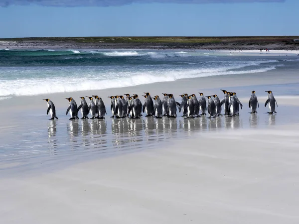 金企鹅集团 Aptenodytes Patagonica 在志愿者点白沙海滩 福克兰群岛 马尔维纳斯 — 图库照片