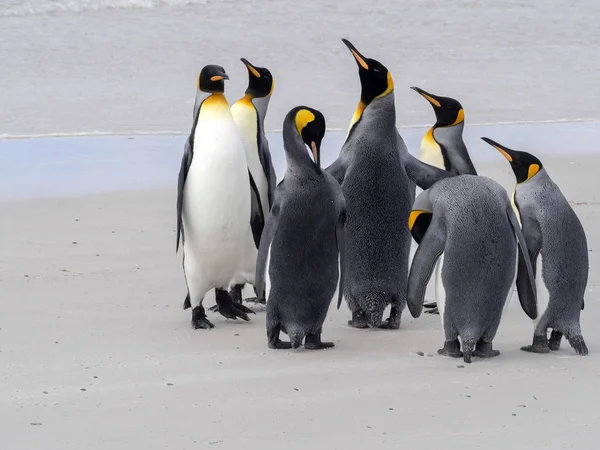 Koning Pinguïn Aptenodytes Patagonica Vrijwilliger Punt Falkland Malvinas — Stockfoto