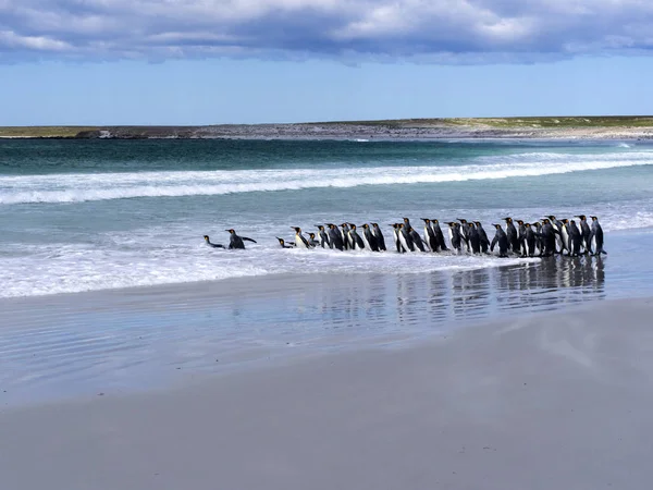 King Penguin Group Aptenodytes Patagonica Jumps Sea Volunteer Point Volunteer — Stock Photo, Image
