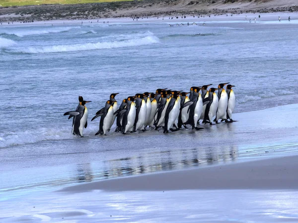 King Penguin Group Aptenodytes Patagonica Springt Zee Vrijwilliger Vrijwilliger Testmomenten — Stockfoto