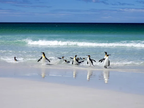 King Penguin Group Aptenodytes Patagonica Сбрасывает Море Volunteer Point Volunteer — стоковое фото