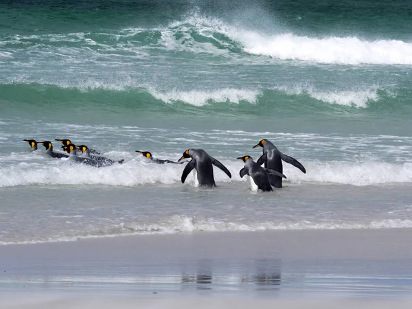 Königspinguin Gruppe Aptenodytes Patagonica Springt Ins Meer Freiwilliger Point Volunteer — Stockfoto