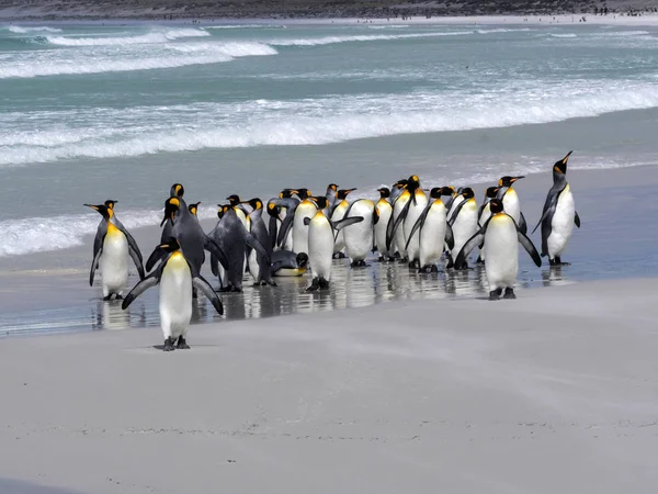 Gruppo King Penguin Aptenodytes Patagonica Sulla Spiaggia Sabbia Bianca Volunteer — Foto Stock