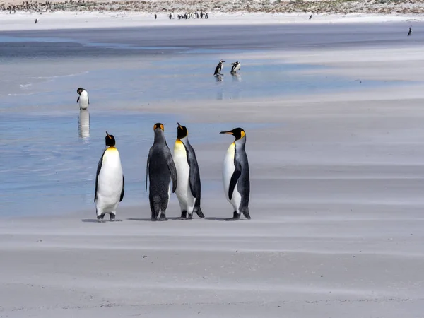 Kung Penguin Group Aptenodytes Patagonica Den Vita Sandstranden Volontär Point — Stockfoto