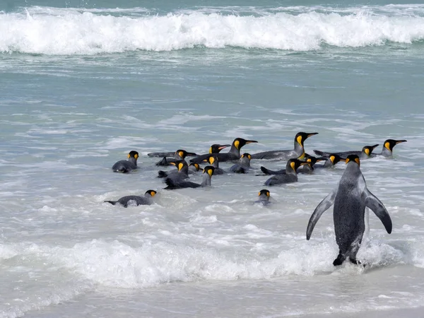 King Penguin Group Aptenodytes Patagonica Duiken Zee Vrijwilliger Vrijwilliger Testmomenten — Stockfoto