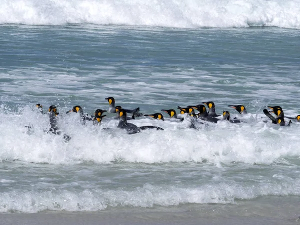 King Penguin Group Aptenodytes Patagonica Duiken Zee Vrijwilliger Vrijwilliger Testmomenten — Stockfoto