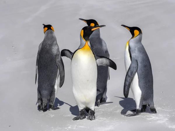 Király Penguin Group Aptenodytes Patagonica Fajú Fehér Homokos Strandon Önkéntes — Stock Fotó
