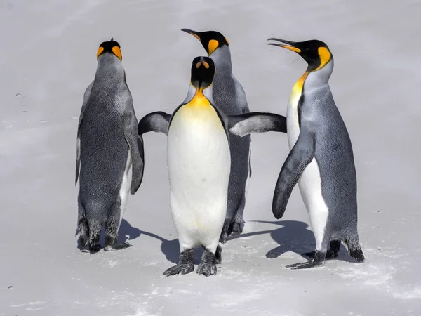 Király Penguin Group Aptenodytes Patagonica Fajú Fehér Homokos Strandon Önkéntes — Stock Fotó