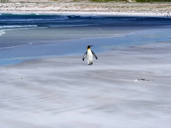 King Penguin Group Aptenodytes Patagonica Plongée Dans Mer Volunteer Point — Photo