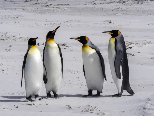 Kral Penguen Grup Aptenodytes Patagonica Deniz Gönüllü Gönüllü Noktadan Falkland — Stok fotoğraf