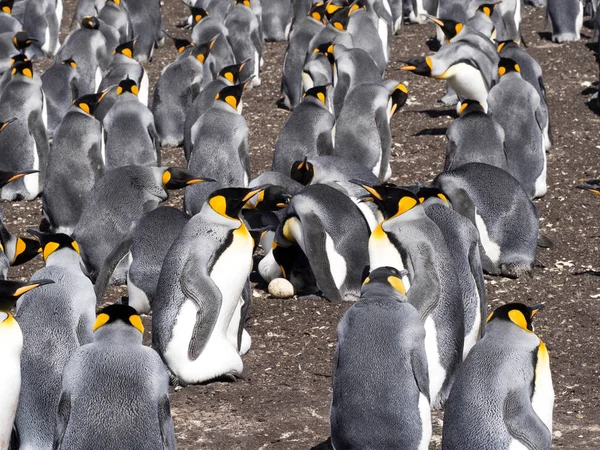 Kral Penguen Grup Aptenodytes Patagonica Deniz Gönüllü Gönüllü Noktadan Falkland — Stok fotoğraf