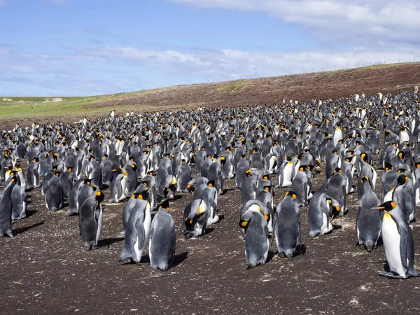 Βασιλιάς Penguin Group Aptenodytes Patagonica Καταδύσεις Στα Φώκλαντ Θάλασσα Εθελοντής — Φωτογραφία Αρχείου