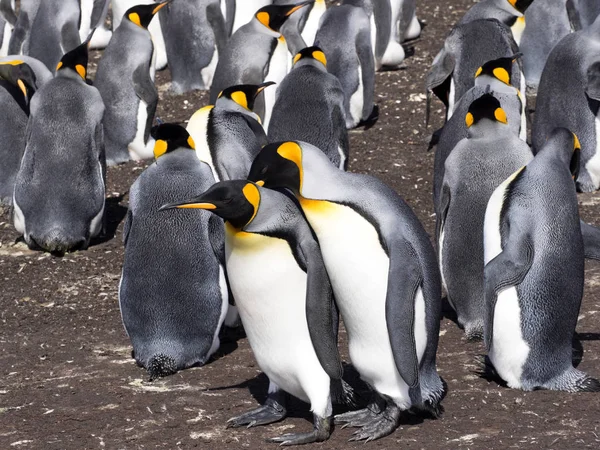 Grupo Rei Pinguim Aptenodytes Patagonica Mergulho Mar Ponto Voluntário Malvinas — Fotografia de Stock
