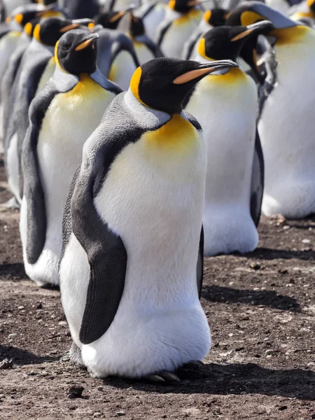 King Penguin Group Aptenodytes Patagonica Buceo Mar Volunteer Point Volunteer —  Fotos de Stock