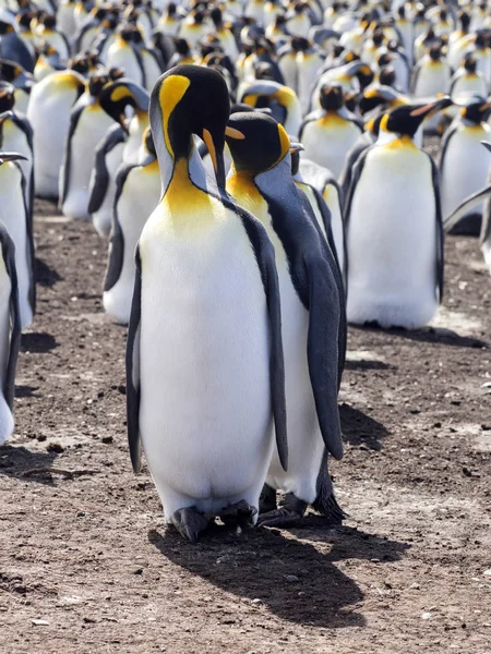 Kral Penguen Grup Aptenodytes Patagonica Deniz Gönüllü Gönüllü Noktadan Falkland — Stok fotoğraf