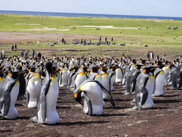 King Penguin Group Aptenodytes Patagonica Plongée Dans Mer Volunteer Point — Photo