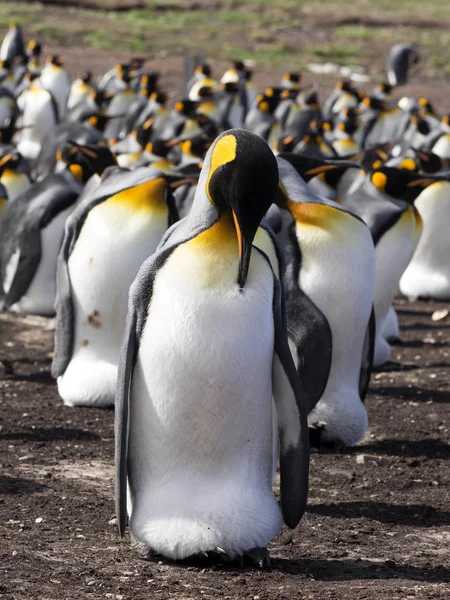 Kral Penguen Aptenodytes Patagonica Yumurta Isıtmalı Gönüllü Nokta Falkland Malvinas — Stok fotoğraf