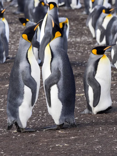 Kral Penguen Aptenodytes Patagonica Gönüllü Noktası Falkland Malvinas — Stok fotoğraf