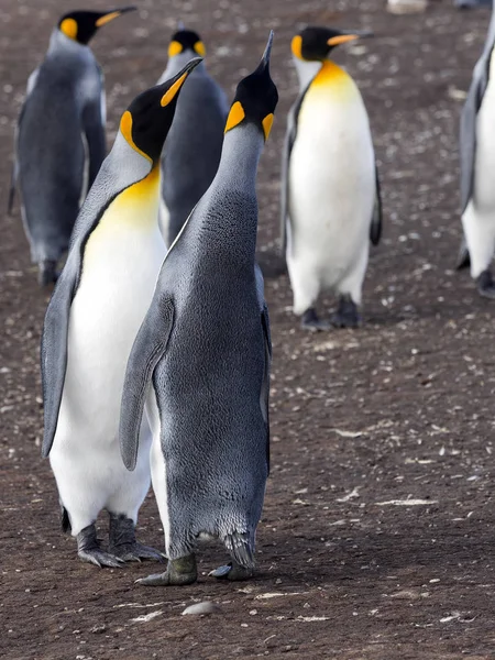 Королевский Пингвин Aptenodytes Patagonica Volunteer Point Falfelands Malvinas — стоковое фото