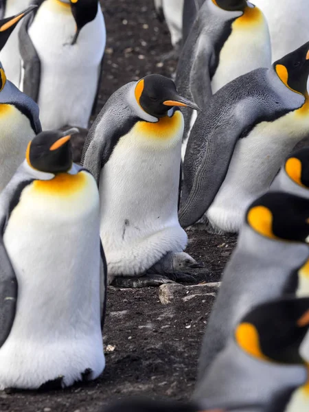 King Penguin Aptenodytes Patagonica Con Jóvenes Volunteer Point Malvinas — Foto de Stock