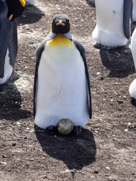 Βασιλιάς Penguin Aptenodytes Patagonica Θερμαινόμενη Αυγά Εθελοντής Σημείο Των Νησιών — Φωτογραφία Αρχείου