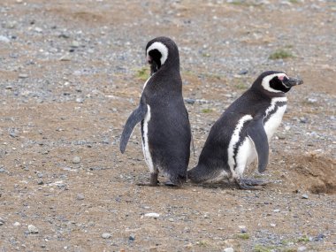 Macellan pengueni, Spheniscus magellanicus iç içe geçme üzerinde bir çift burrows, Isla Magdalena, Patagonia, Şili