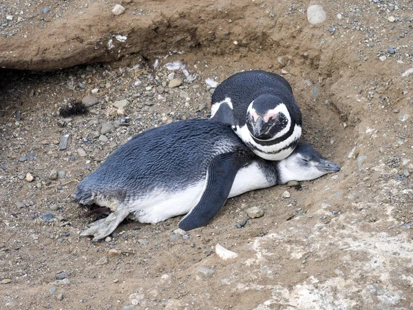Pinguim Magalhães Spheniscus Magellanicus Com Jovem Isla Magdalena Patagônia Chile — Fotografia de Stock