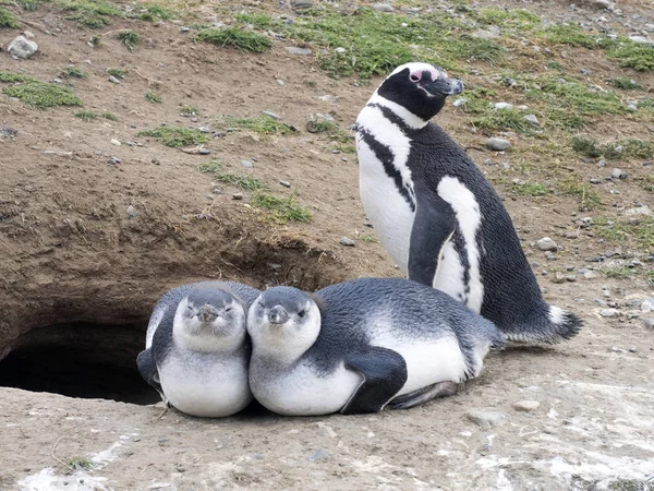 Pingüino Magallánico Spheniscus Magellanicus Con Joven Isla Magdalena Patagonia Chile — Foto de Stock