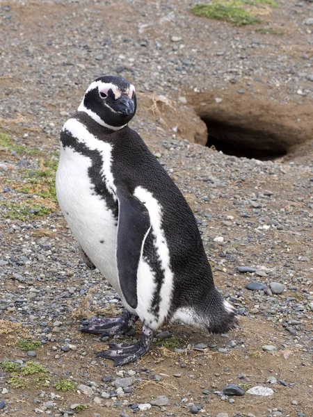 Пара Магеллановых Пингвинов Spfiscus Magellanicus Гнездовых Норах Остров Магдалена Патагония — стоковое фото