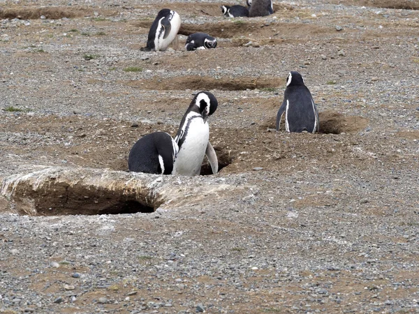 Een Paar Magelhaenpinguïn Spheniscus Magellanicus Nesten Burrows Isla Magdalena Patagonië — Stockfoto