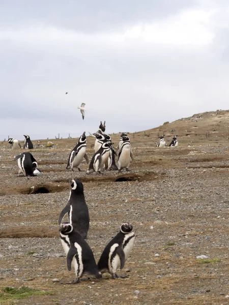 Zagnieżdżanie Kolonii Pingwinów Magellana Spheniscus Magellanicus Isla Magdalena Patagonia Chile — Zdjęcie stockowe