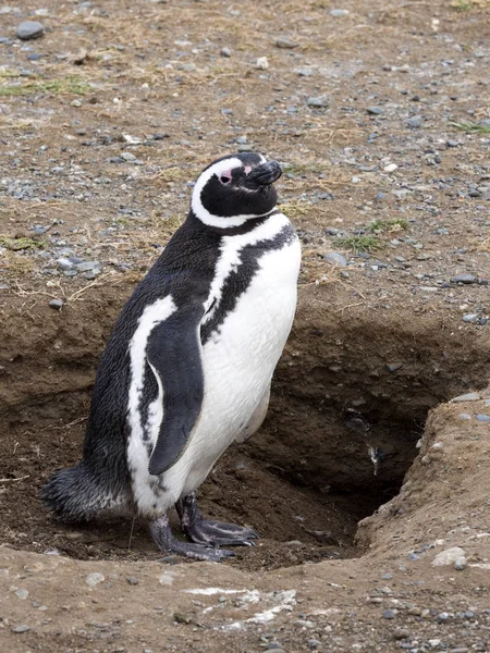 Tučňák Magellanský Spheniscus Magellanicus Isla Magdalena Patagonie Chile — Stock fotografie