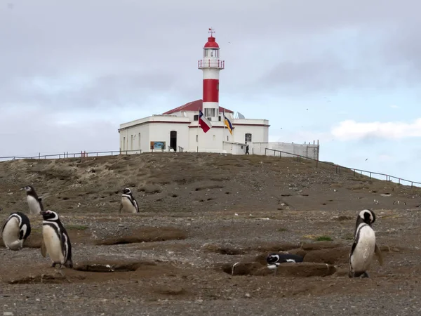 Pingwin Magellański Spheniscus Magellanicus Zagnieżdżanie Isla Magdalena Patagonia Chile — Zdjęcie stockowe