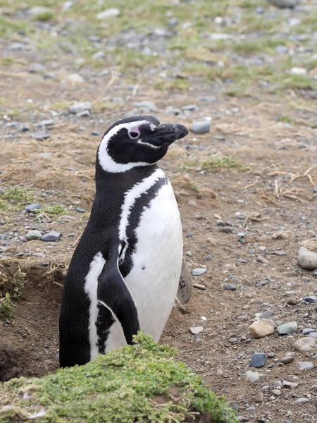 Pinguim Magalhães Spheniscus Magellanicus Com Tocas Nidificação Isla Magdalena Patagônia — Fotografia de Stock