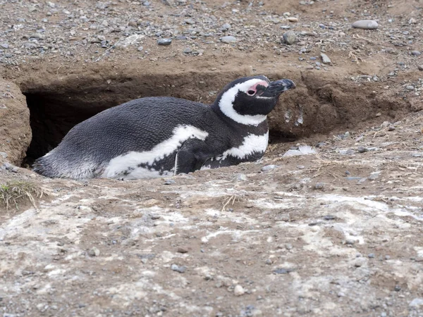 Tučňák Magellanský Spheniscus Magellanicus Hnízdní Nory Isla Magdalena Patagonie Chile — Stock fotografie