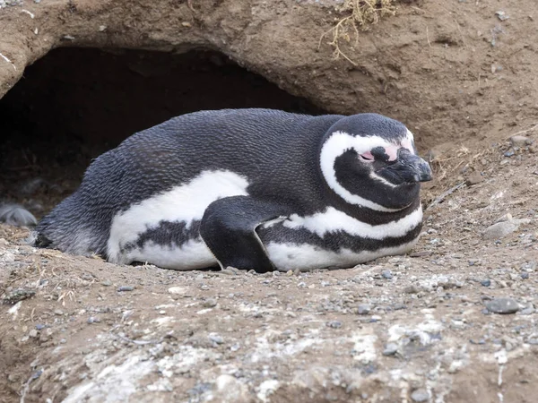 Pingüino Magallanes Spheniscus Magellanicus Con Madrigueras Anidación Isla Magdalena Patagonia — Foto de Stock