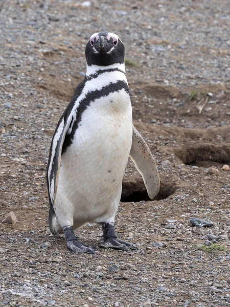 Pinguim Magalhães Spheniscus Magellanicus Com Tocas Nidificação Isla Magdalena Patagônia — Fotografia de Stock