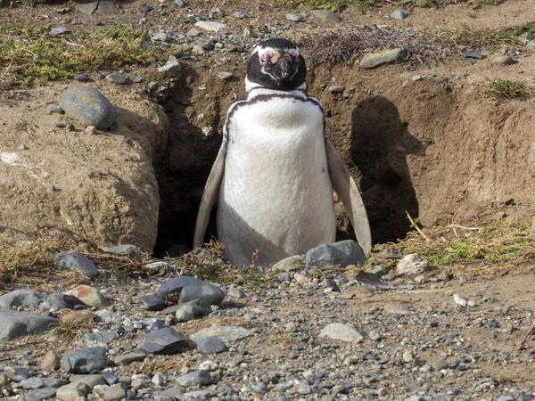 Tučňák Magellanský Spheniscus Magellanicus Hnízdní Nory Isla Magdalena Patagonie Chile — Stock fotografie