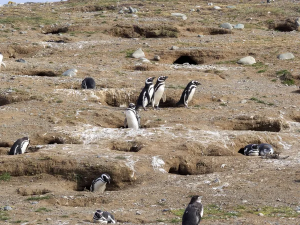 Pingwin Magellański Spheniscus Magellanicus Zagnieżdżanie Burrows Isla Magdalena Patagonia Chile — Zdjęcie stockowe