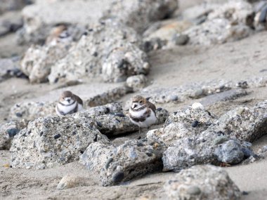 Plover, iki şeritli Charadrius falklandicus, Punta Arenas, Patagonia, Şili