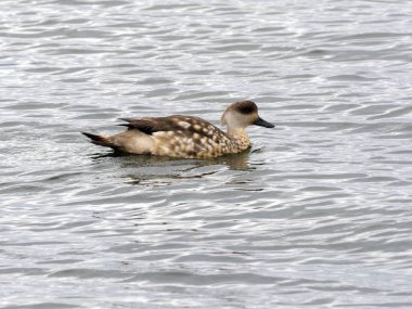 Ördeği, tepeli Lophonetta specularoides, Punta Arenas, Patagonia, Şili